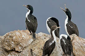 Cormoran caronculé