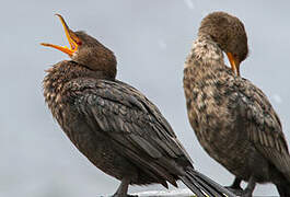 Crowned Cormorant