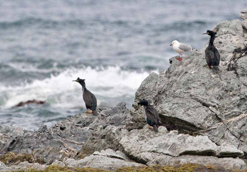 Cormoran de Featherston