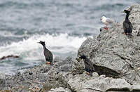 Cormoran de Featherston