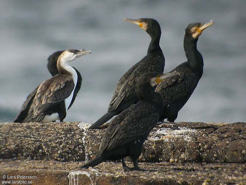 Black-faced Cormorant