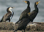 Cormoran de Tasmanie