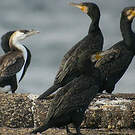 Cormoran de Tasmanie