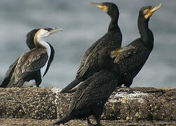 Black-faced Cormorant