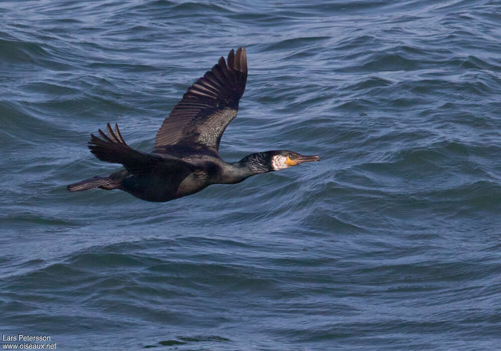 Cormoran de Temminckadulte, Vol