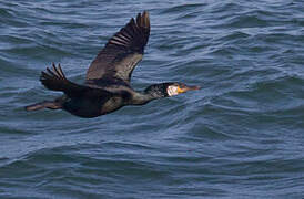 Japanese Cormorant