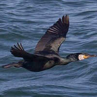 Cormoran de Temminck