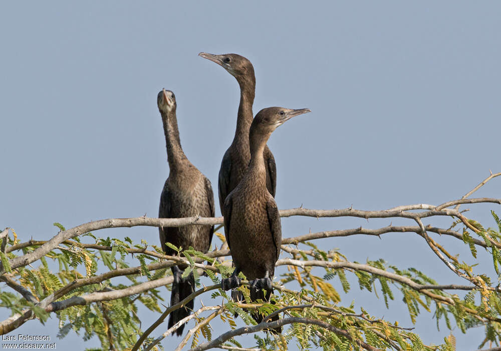 Cormoran de Vieillotimmature, habitat, pigmentation, Comportement