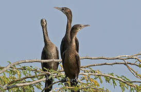 Little Cormorant