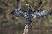 Cormoran de Vieillot