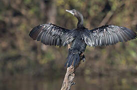 Little Cormorant