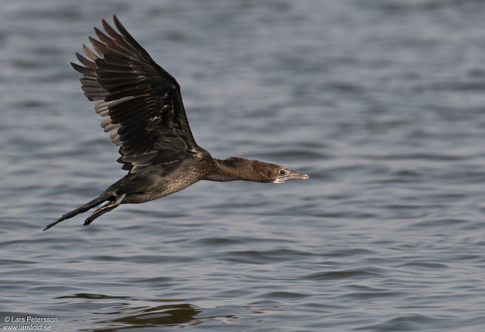 Little Cormorant