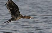 Cormoran de Vieillot