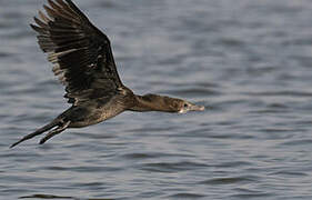 Little Cormorant