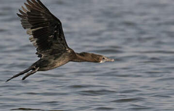 Cormoran de Vieillot