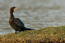 Cormoran de Vieillot