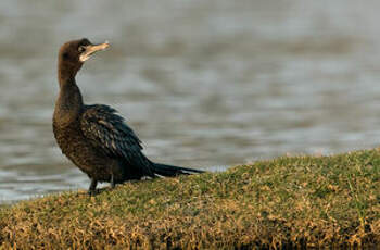 Cormoran de Vieillot