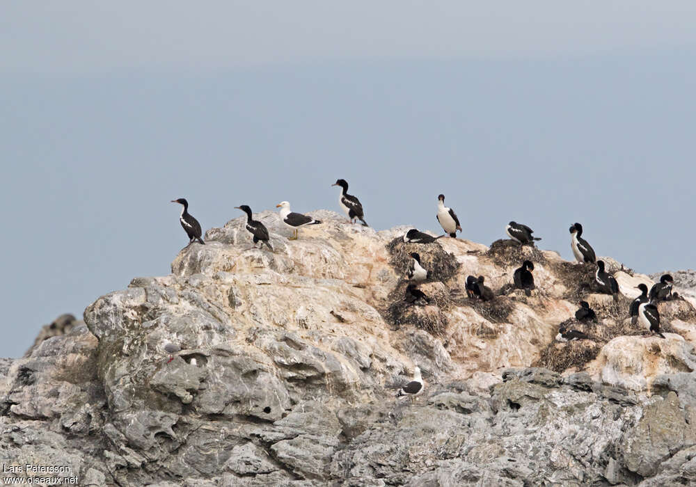 Cormoran des Chathamadulte, habitat