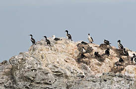 Chatham Shag