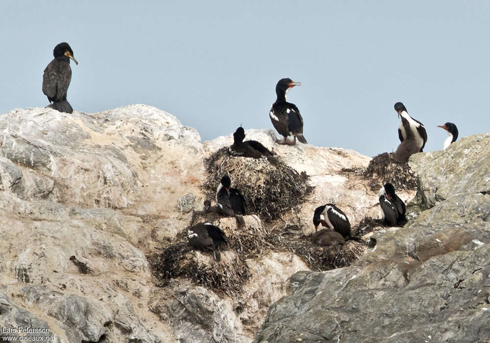 Chatham Shag, Reproduction-nesting