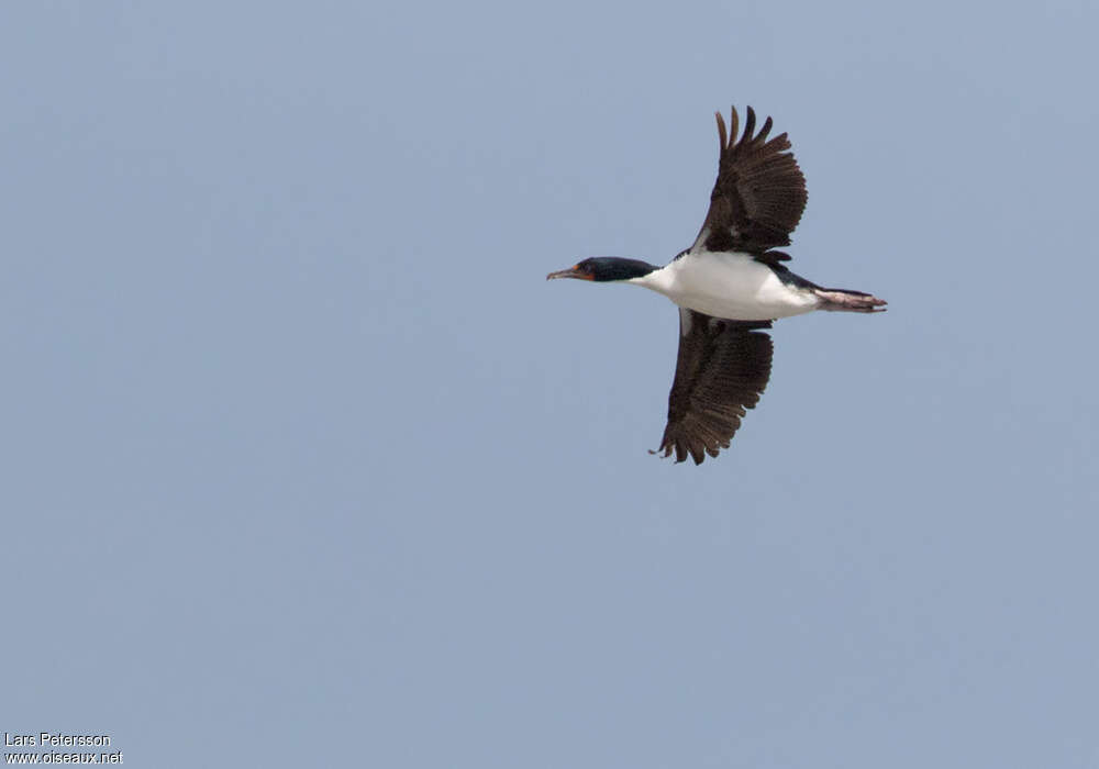 Cormoran des Chathamadulte, identification