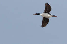 Chatham Shag