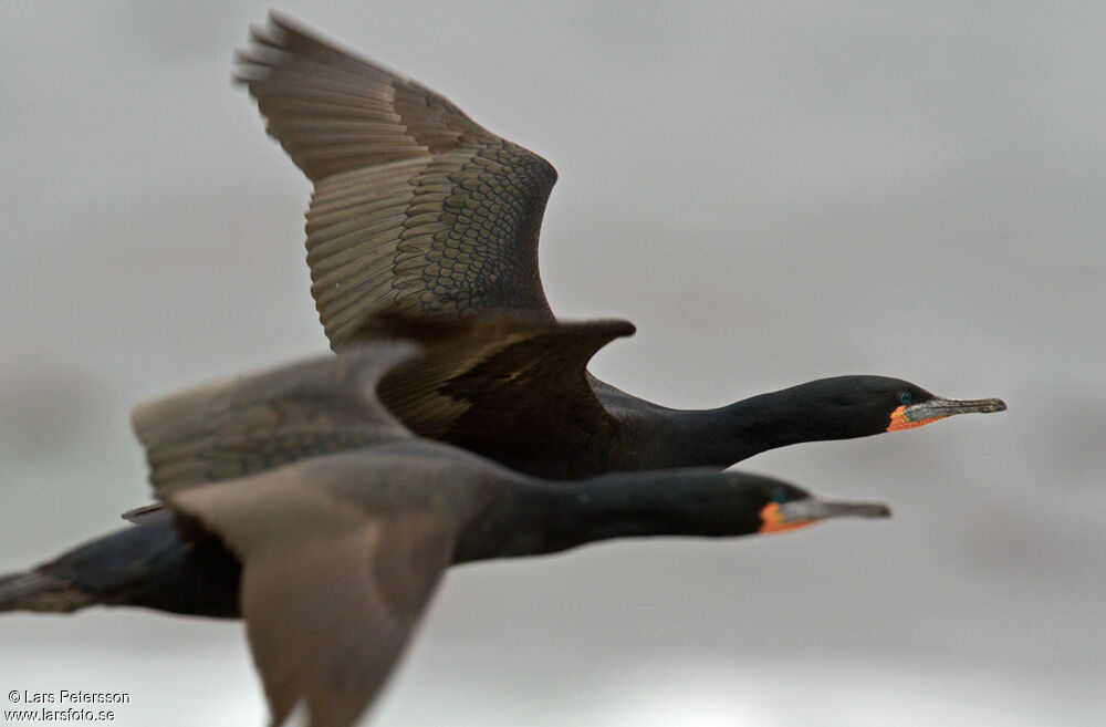 Cape Cormorant