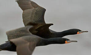 Cape Cormorant