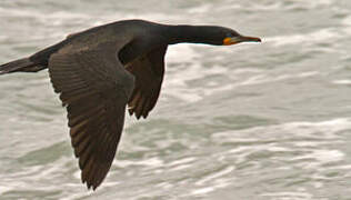 Cape Cormorant