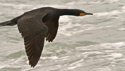 Cormoran du Cap