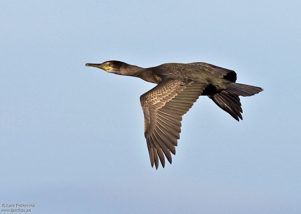 European Shag