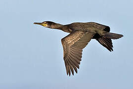 European Shag