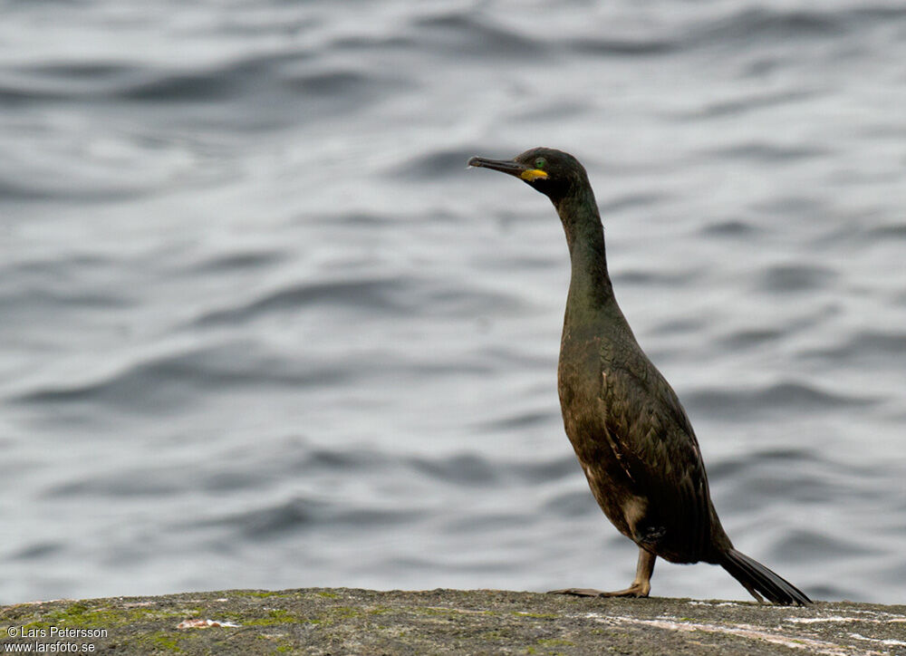 European Shag