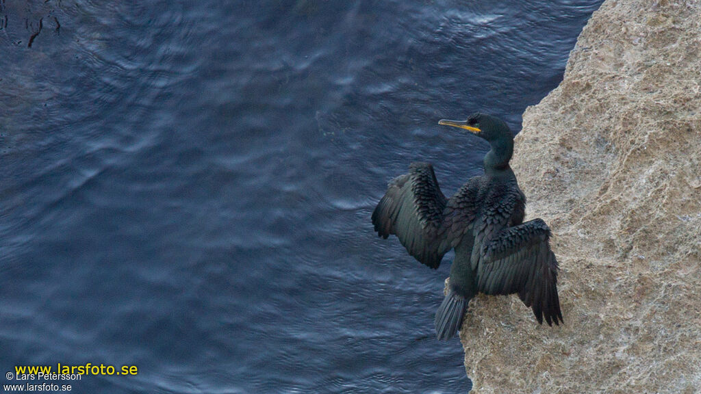 European Shag