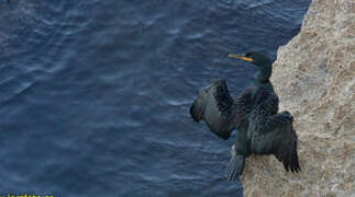 European Shag