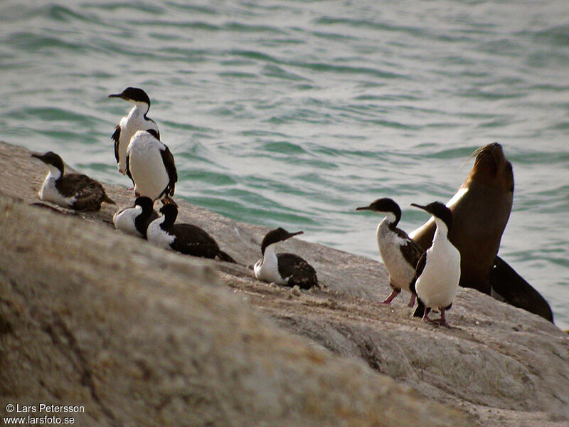 Imperial Shag