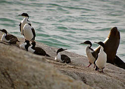 Imperial Shag