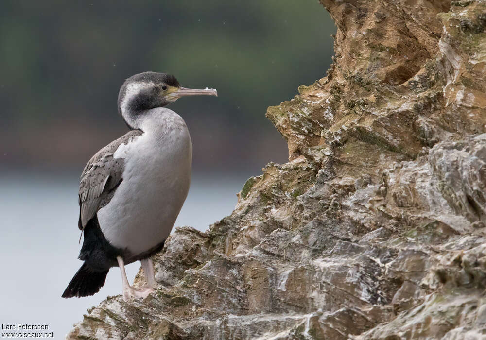 Spotted Shagadult post breeding, identification