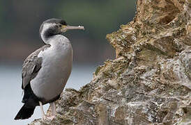 Cormoran moucheté