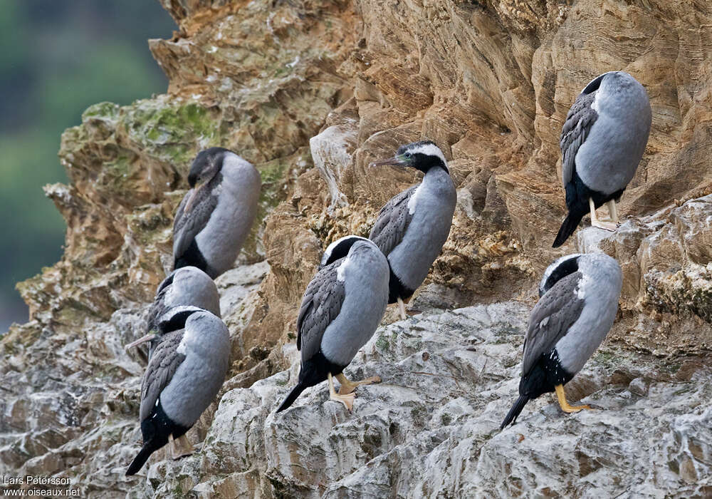 Cormoran moucheté, habitat, Comportement