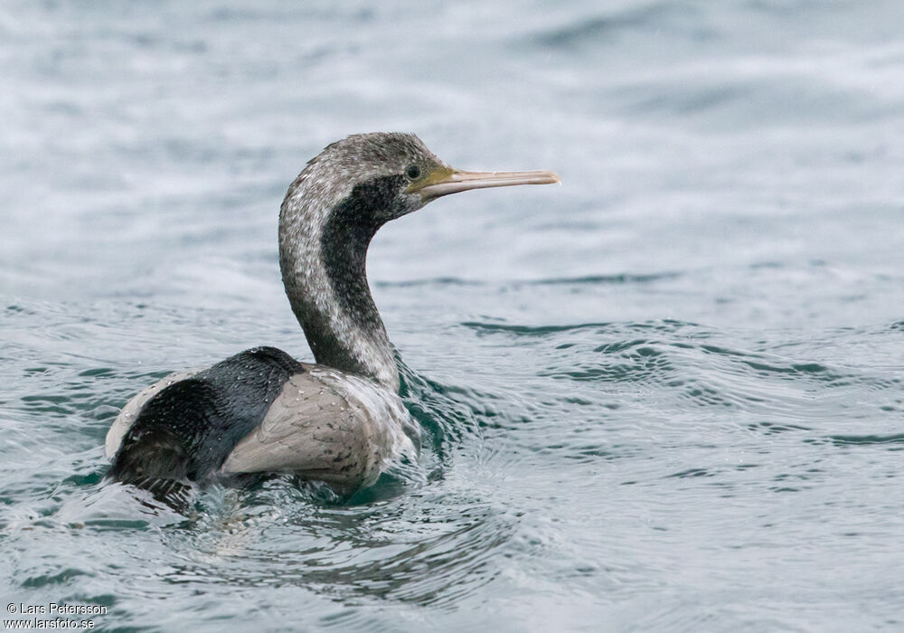 Cormoran moucheté