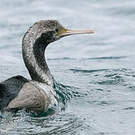 Cormoran moucheté