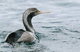 Cormoran moucheté