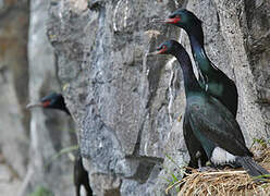 Pelagic Cormorant