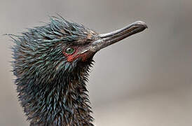 Pelagic Cormorant