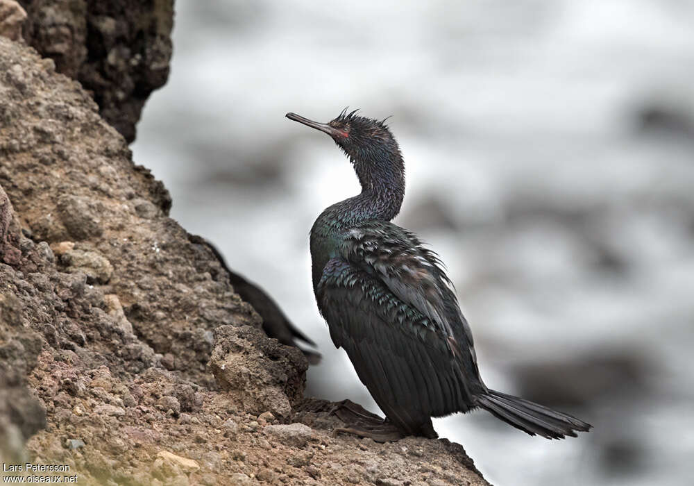 Cormoran pélagiqueimmature, habitat, pigmentation