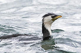 Little Pied Cormorant