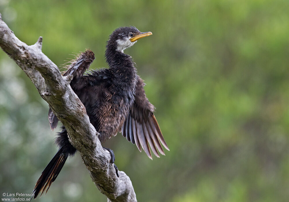 Little Pied Cormorant