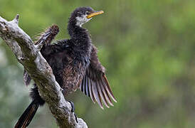 Little Pied Cormorant