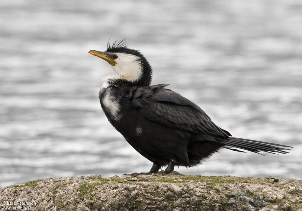 Little Pied Cormorant